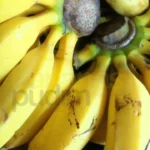 Preço-da-Banana-Ouro